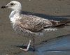 3cy graellsii LBBG in June, ringed in the Netherlands. (135385 bytes)